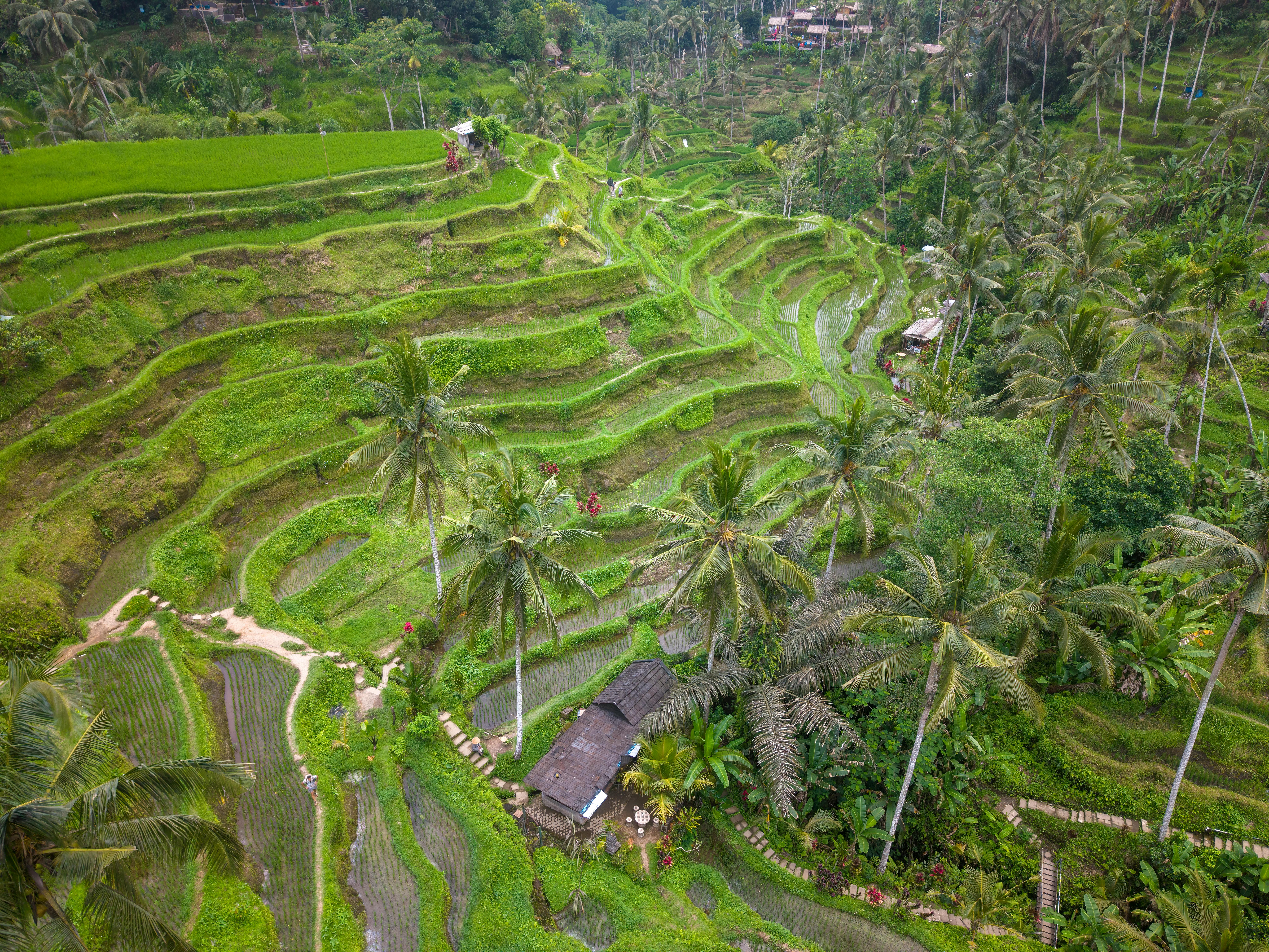 Tropical Ubud landscape in Bali.